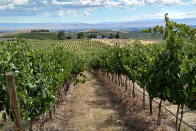 Two Mountian vineyards