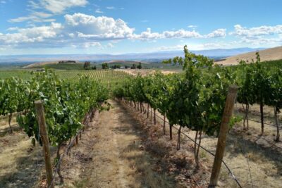 Two Mountian vineyards