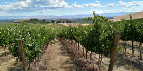 Two Mountian vineyards
