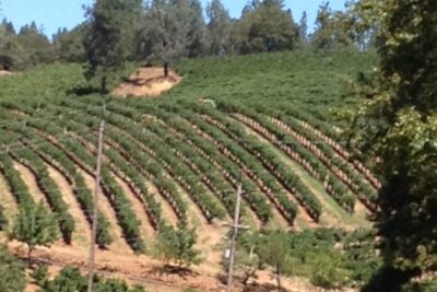 Amador County Vineyard